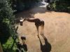 Giraffe with Ostrich @ Auckland Zoo
