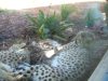 Sleeping Cheetah's