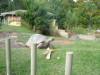 Hello Mr Tortoise
