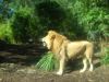 King of the Jungle