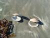 Shells