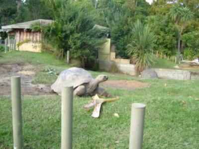 Hello Mr Tortoise