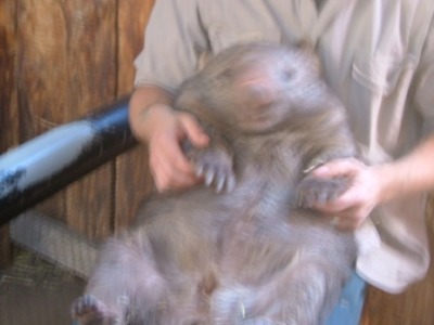 Molly the Wombat