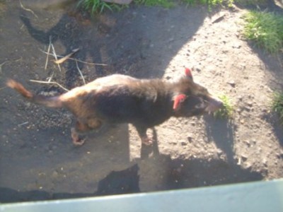 Tasmanian Devil