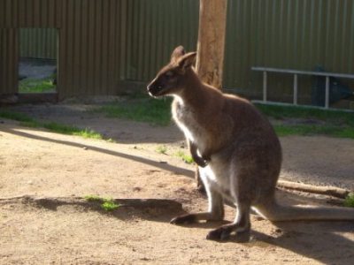 It's a Joey